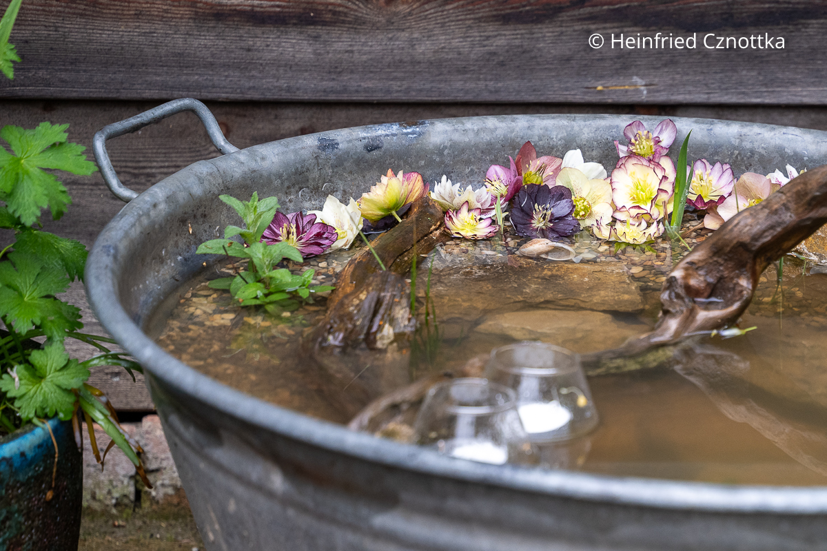 Romantisch: in einer Zinkwanne schwimmen verschiedene Lenzrosenblüten
