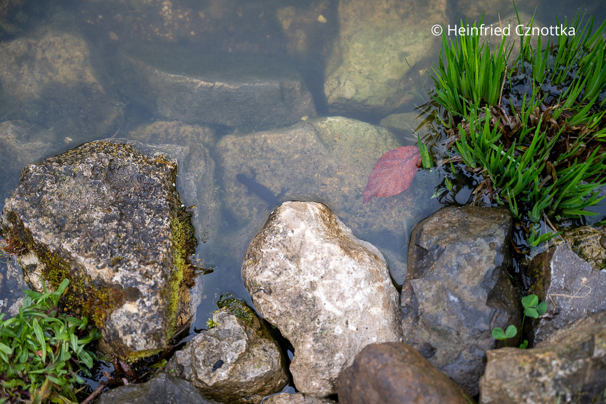 Ein Molch in einem Gartenteich
