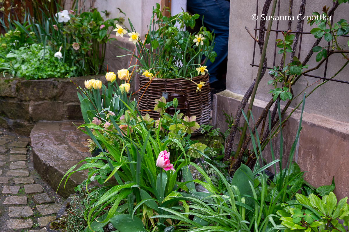Tulpen, Narzissen und Lenzrosen (Helleborus x hybridus) an einem Hauseingang