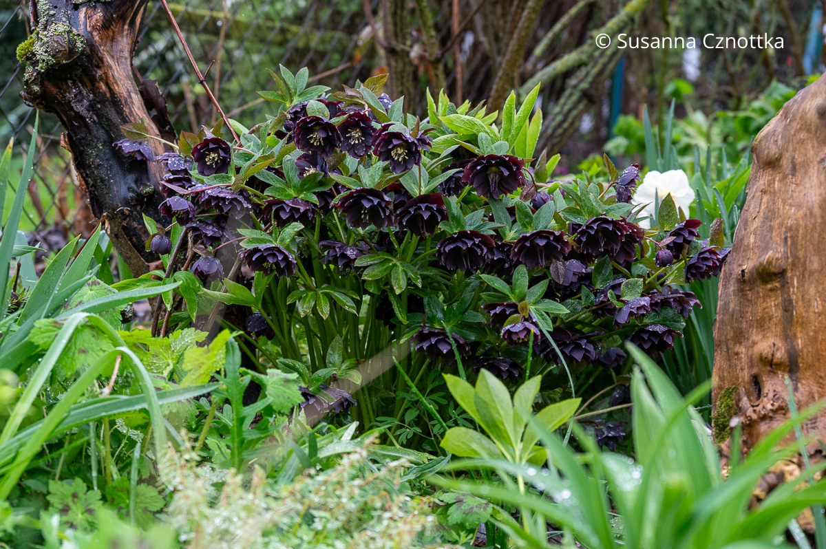 Eine Lenzrose (Helleborus x hybridus) mit fast schwarzen Blüten