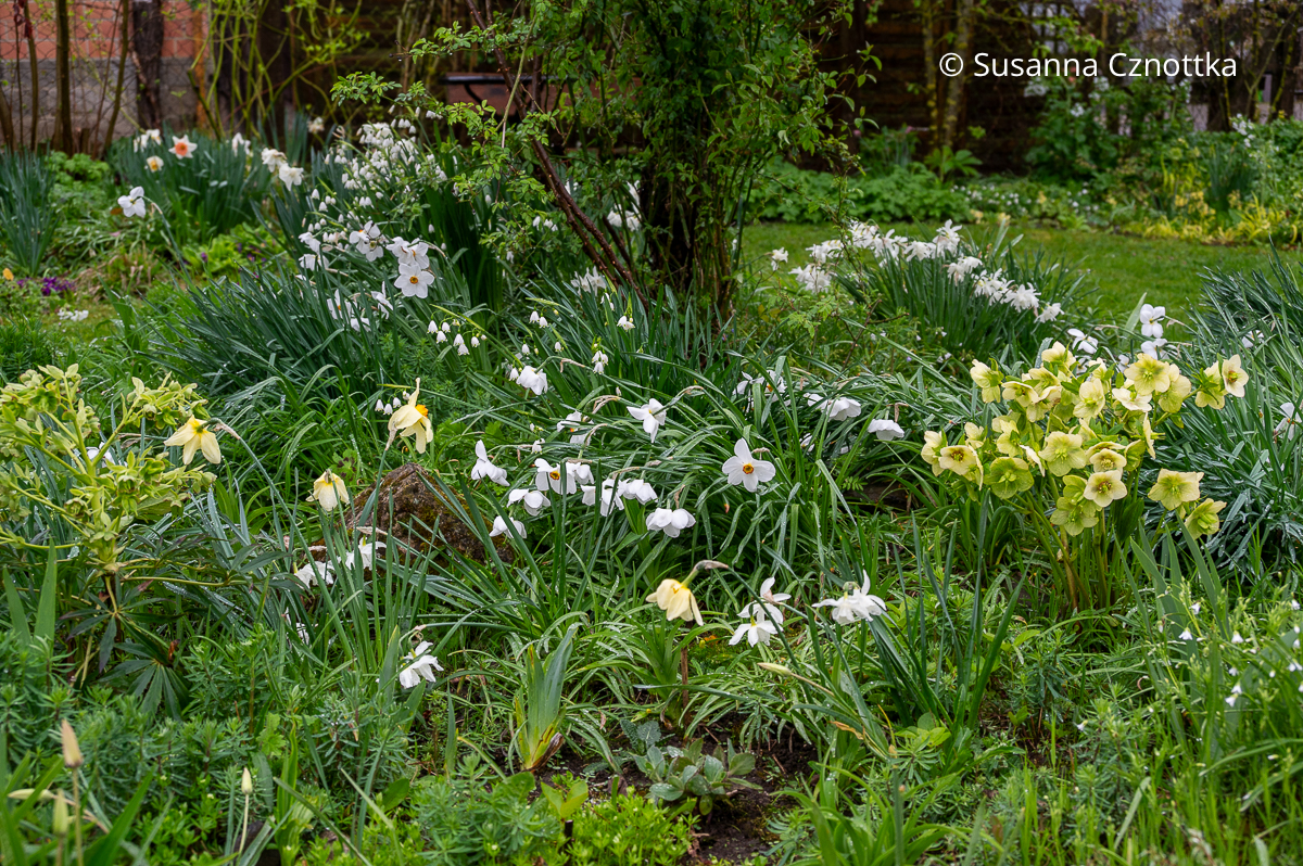 Frühlingsbeet gestalten: Lenzrosen (Helleborus x hybridus), Narzissen und Sommer-Knotenblumen (Leucojum aestivum)