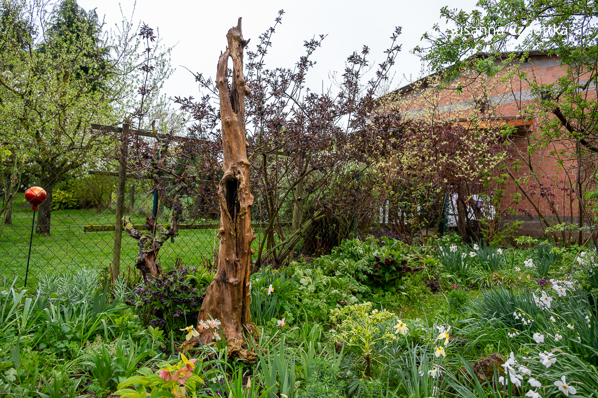 Totholz im naturnahen Garten: ein dekorativer Baumstamm