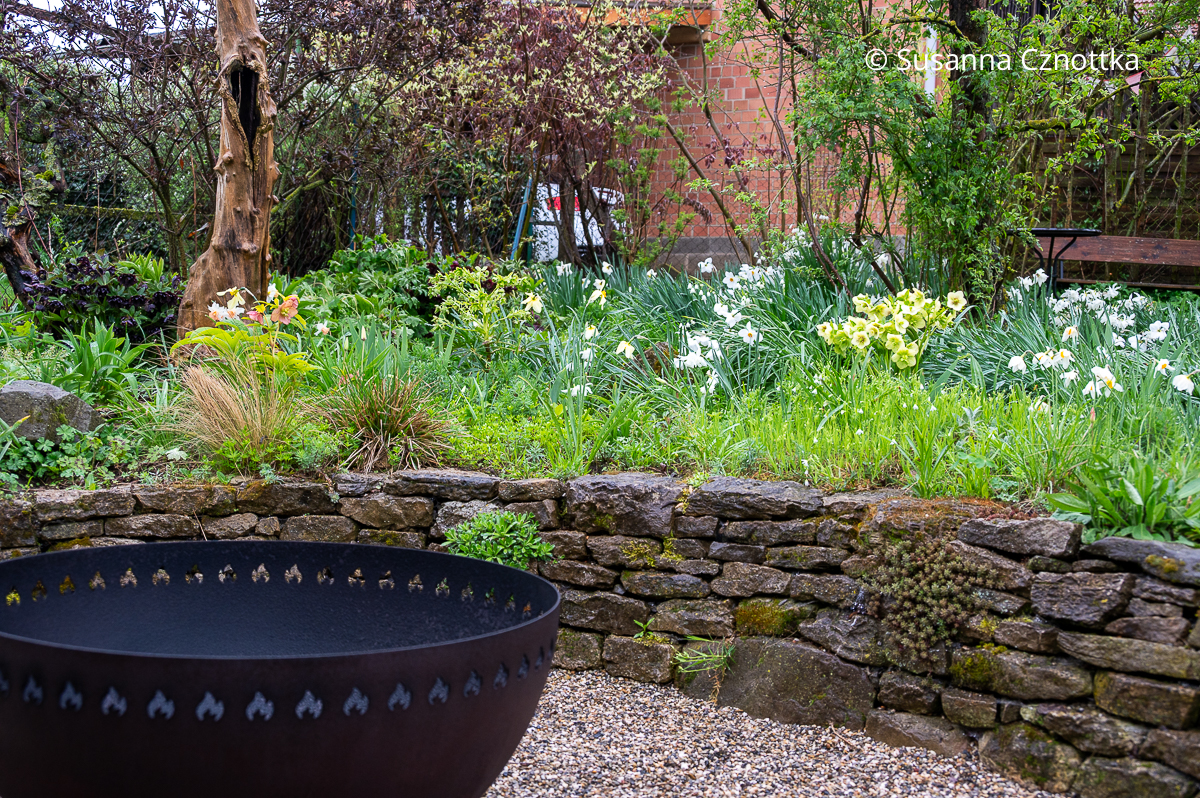 Lenzrosen (Helleborus x hybridus) und Narzissen in einem Beet oberhalb einer Natursteinmauer