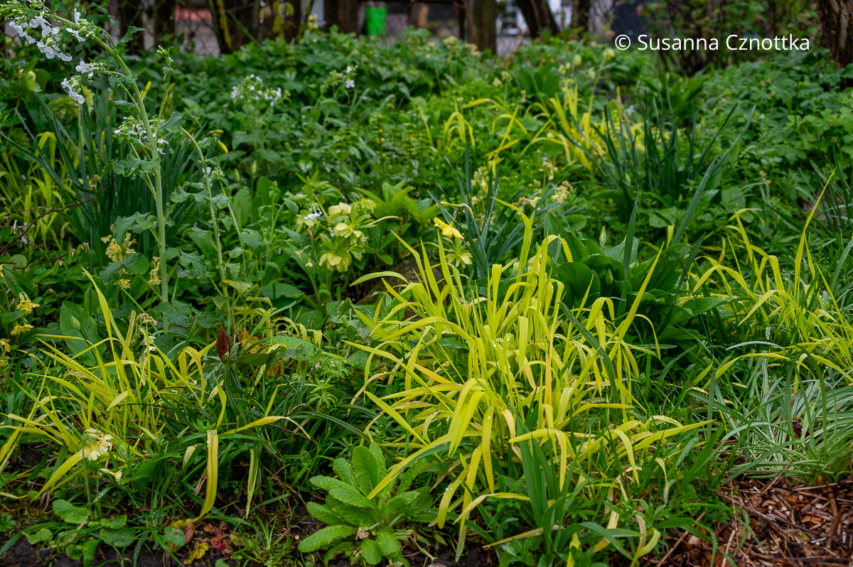 Kontrast im Beet: hellgrünes Gold-Flattergras (Milium effusum) 'Aureum' zwischen dunkleren Grüntönen