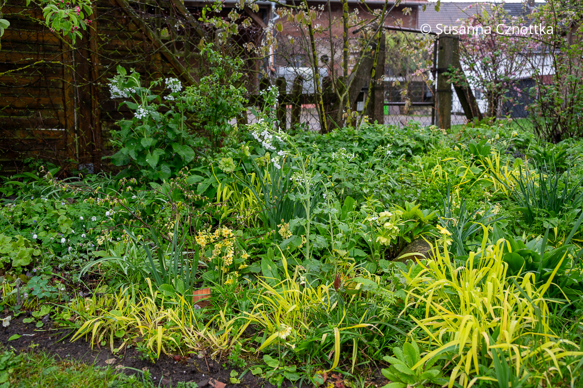 Kontrast im Beet: hellgrünes Gold-Flattergras (Milium effusum) 'Aureum' zwischen dunkleren Grüntönen