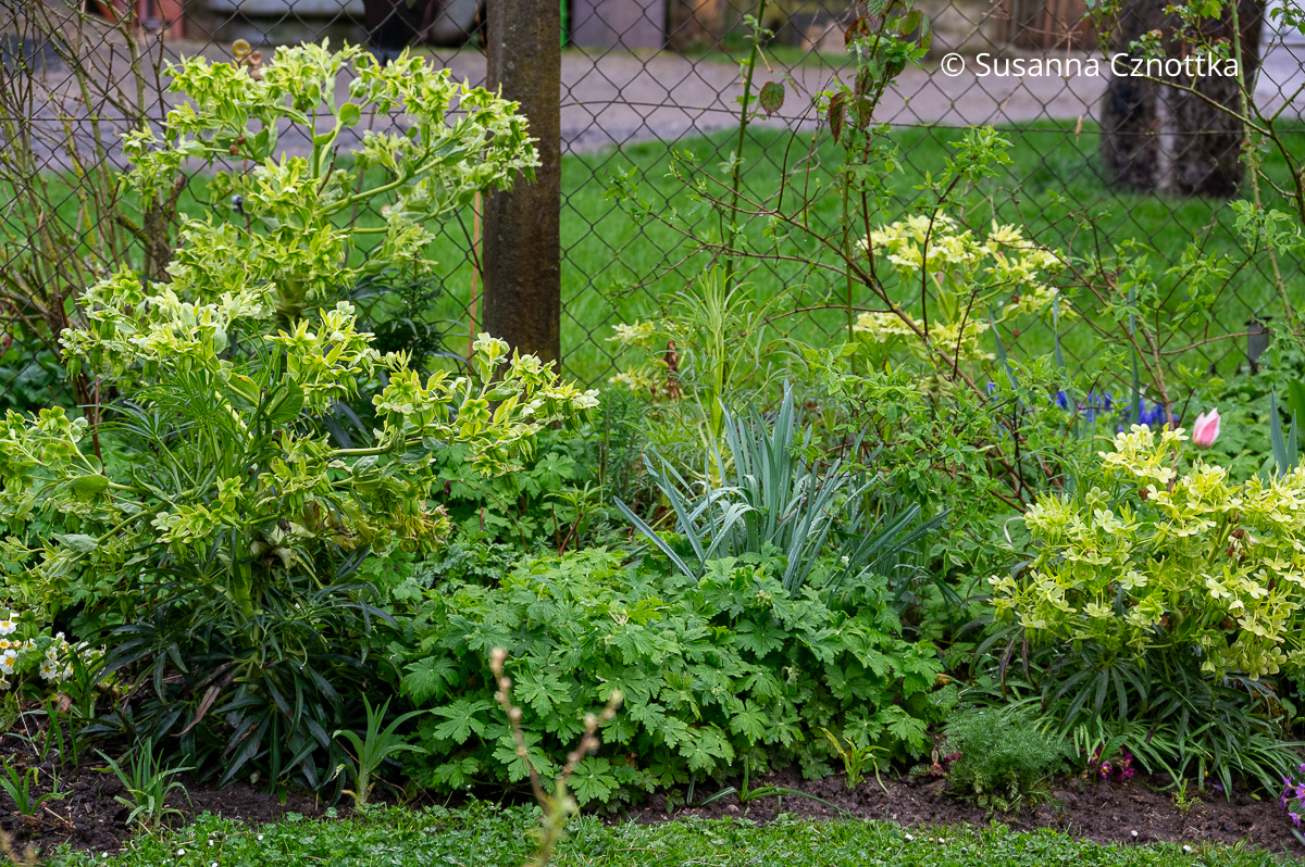 Palmblatt- oder Stinkende Nieswurz (Helleborus foetidus) mit Storchschnabel in einem Beet