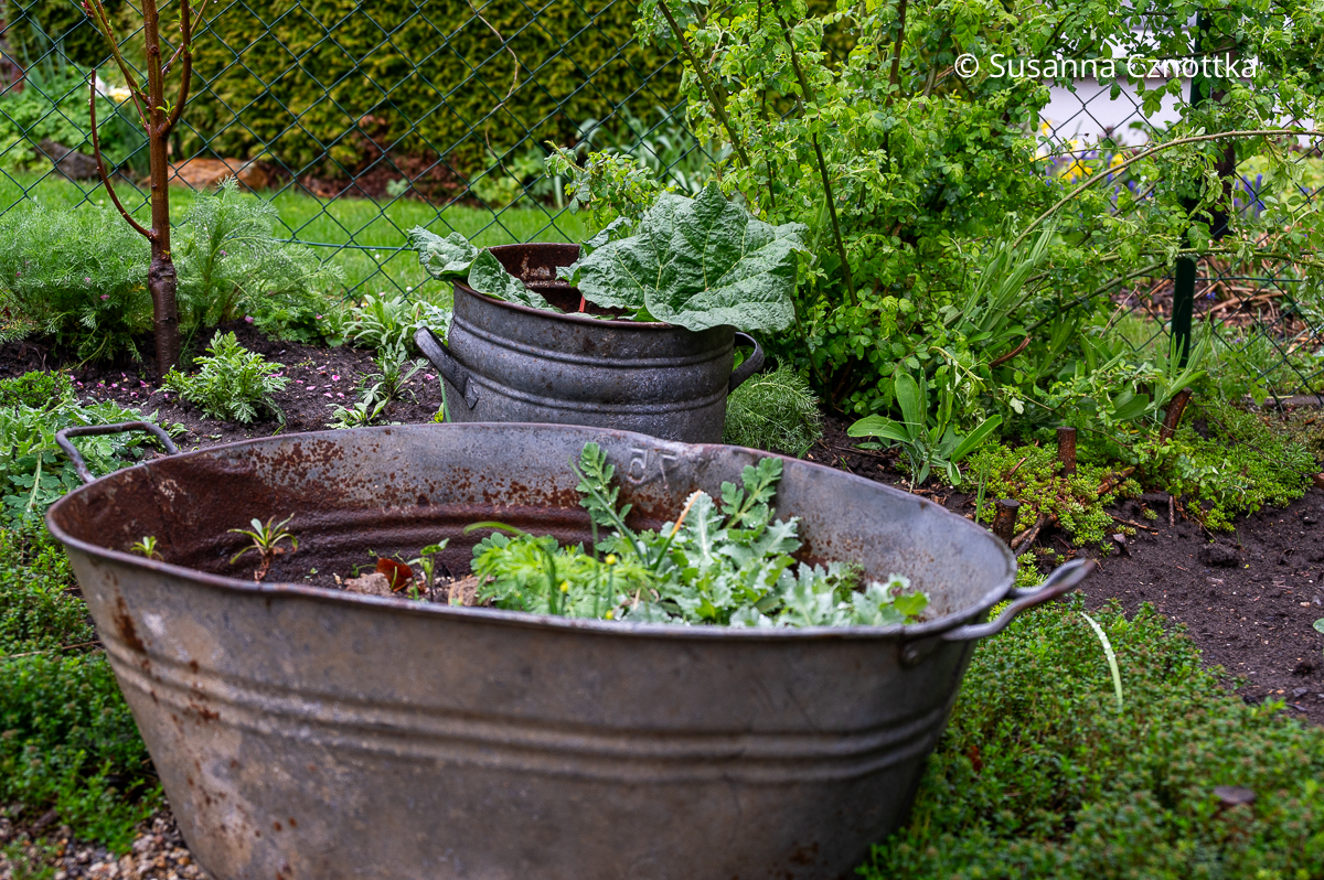 Eine Zinkwanne und Rhabarber in einem Zinktopf