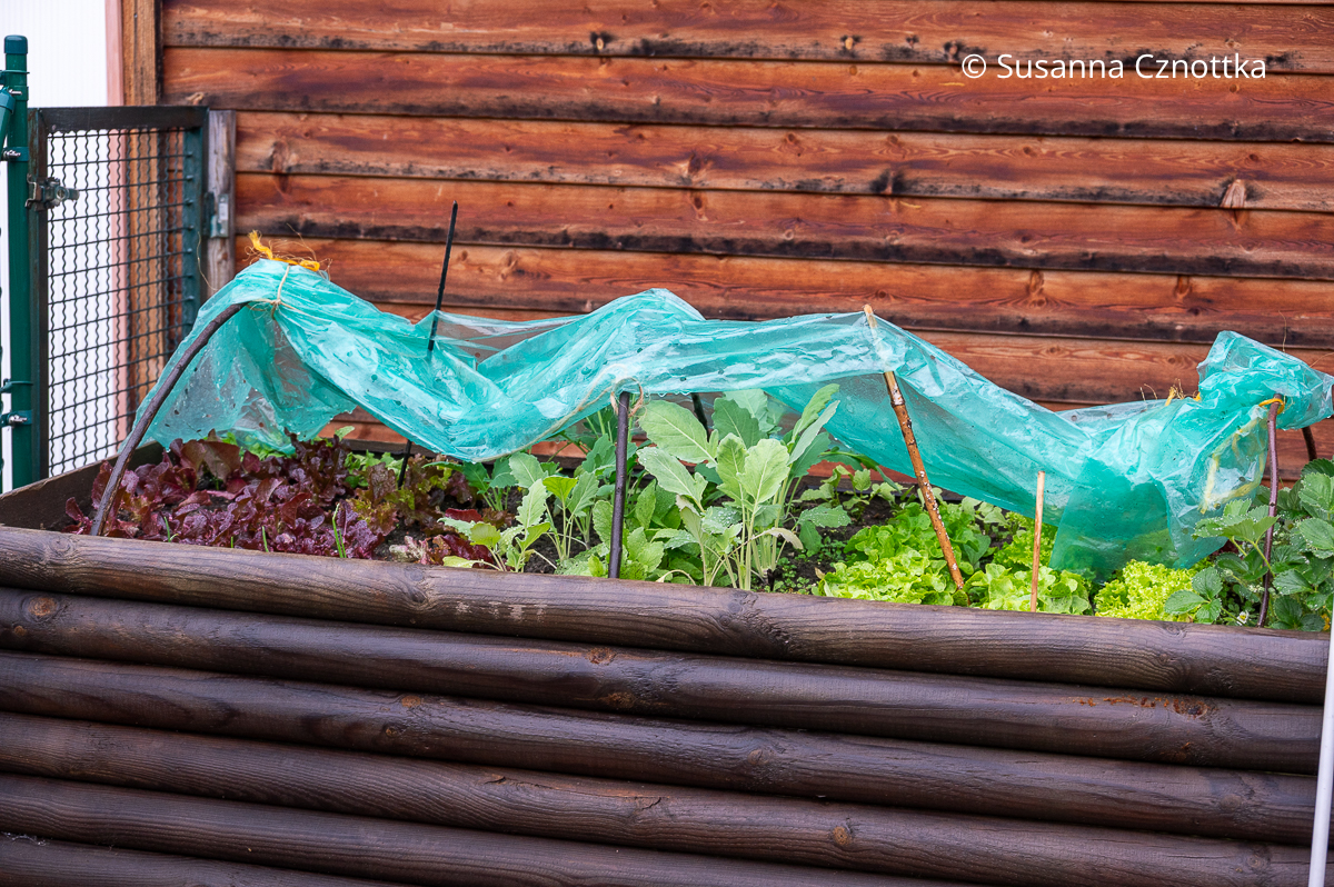 Salate in einem Hochbeet