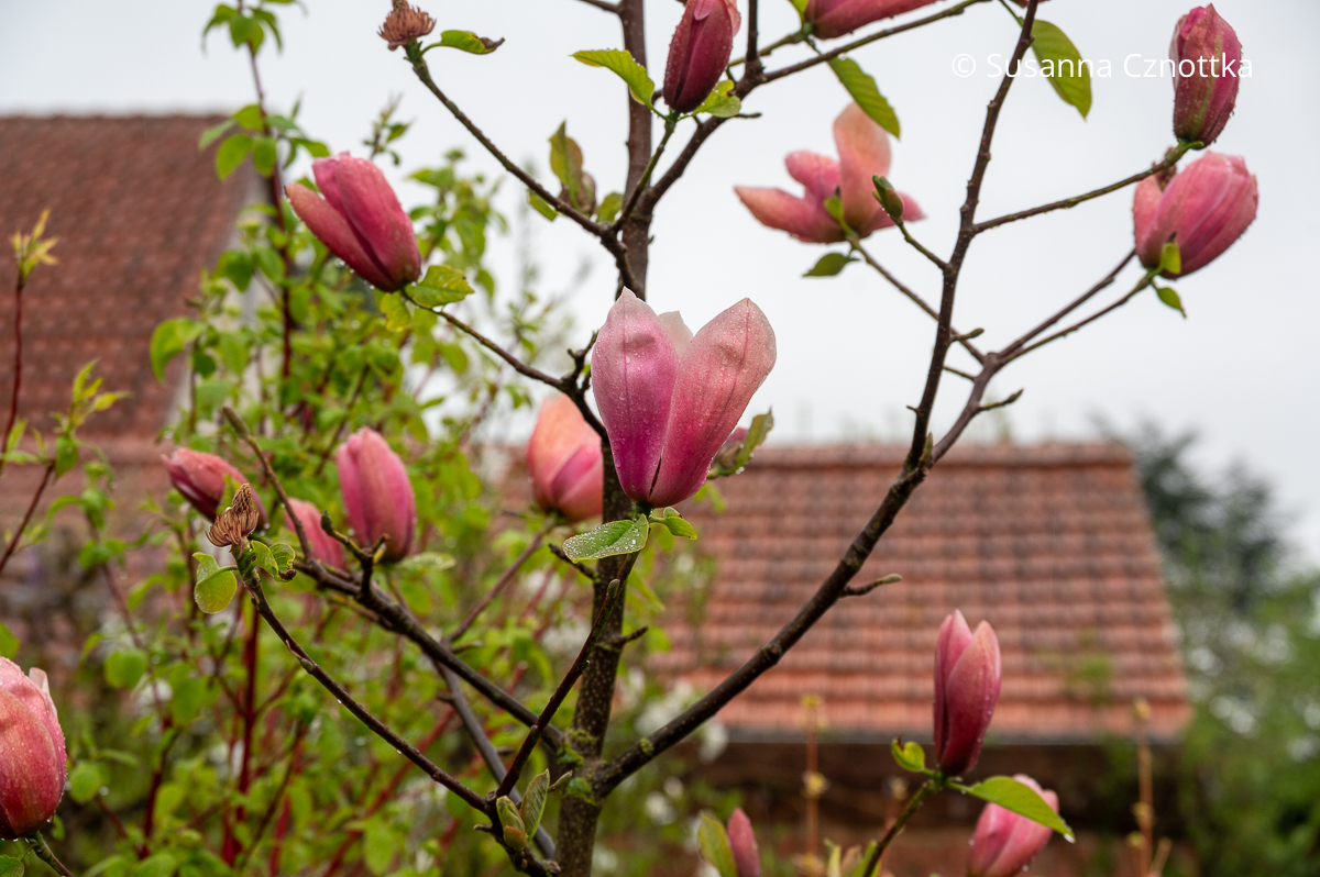 Magnolie 'Royal Splendour' mit intensiv rötlich-pinken Blüten