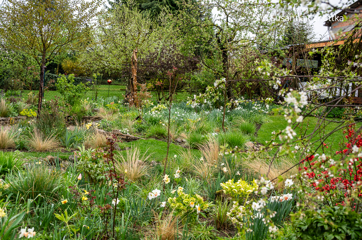 Garten gestalten: Zartes Federgras (Nassella tenuissima), Narzissen und Lenzrosen (Helleborus x hybridus) in großzügigen Beeten