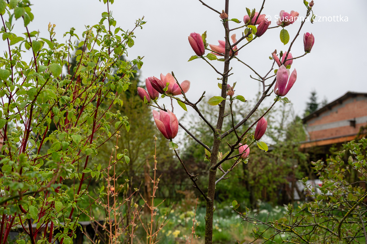 Magnolie 'Royal Splendour' mit intensiv rötlich-pinken Blüten
