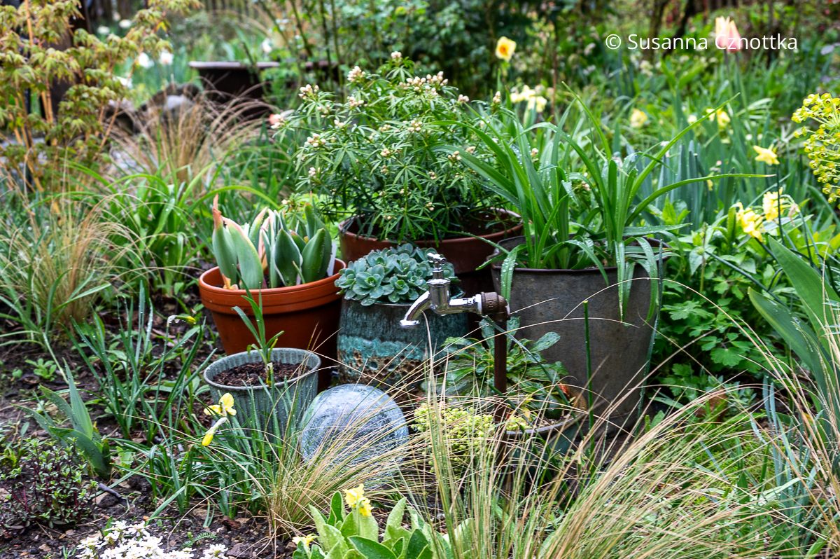 Ein Stillleben aus bepflanzten Töpfen unter anderem mit Fetthenne und Orangenblume