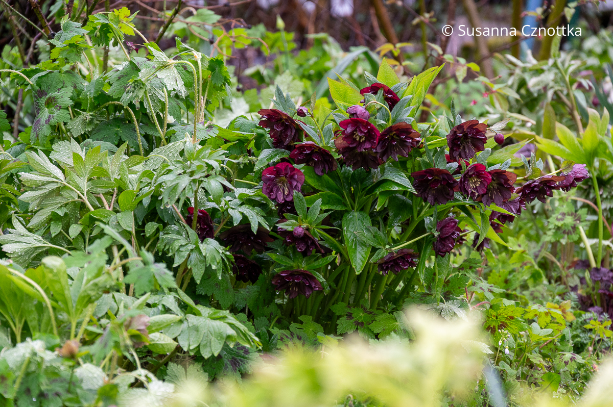 Lenzrose (Helleborus x hybridus) mit dunkelroten Blüten