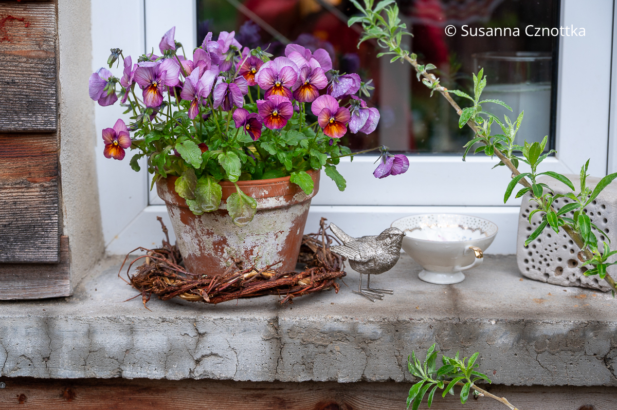 Gartendekoration mit einem Topf mit Horn-Veilchen auf einer Fensterbank