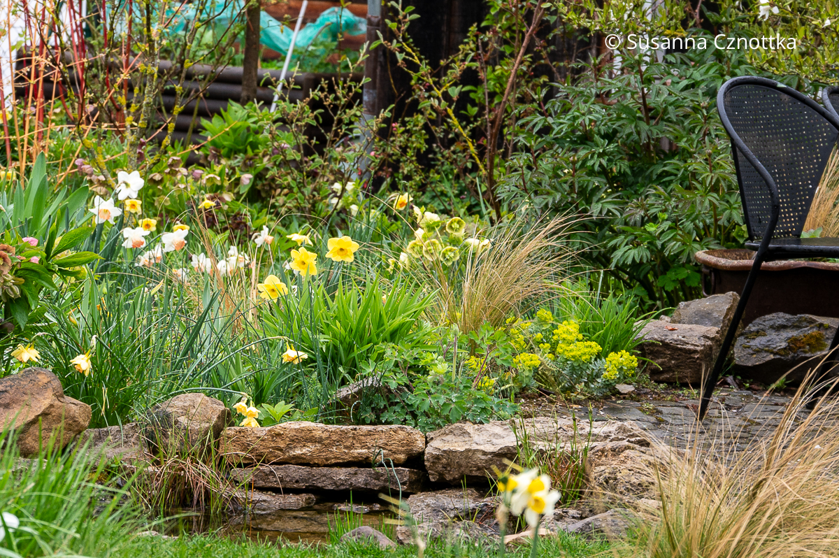 Frühlingsbeet mit Walzen-Wolfsmilch (Euphorbia myrsinites) und verschiedenen Narzissen