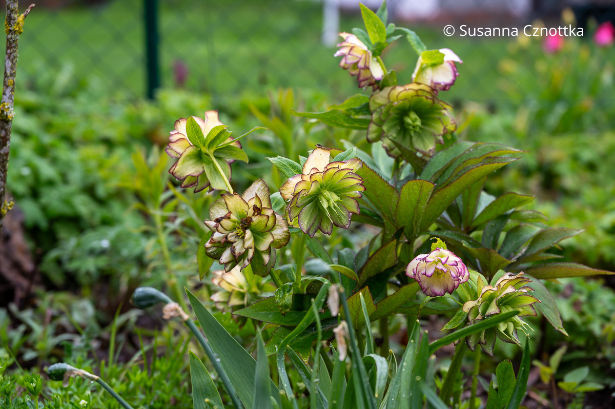 Lenzrose (Helleborus x hybridus) mit gerüschten Blüten und feinen dunklen Rändern