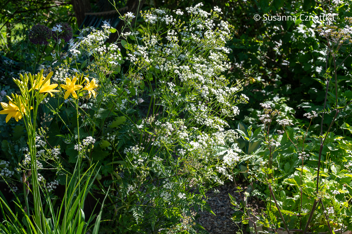 Zitronen-Taglilie (Hemerocallis citrina) und Wiesen-Kerbel (Anthriscus sylvestris) Zitronen-Taglilie (Hemerocallis citrina) und Wiesen-Kerbel (Anthriscus sylvestris)