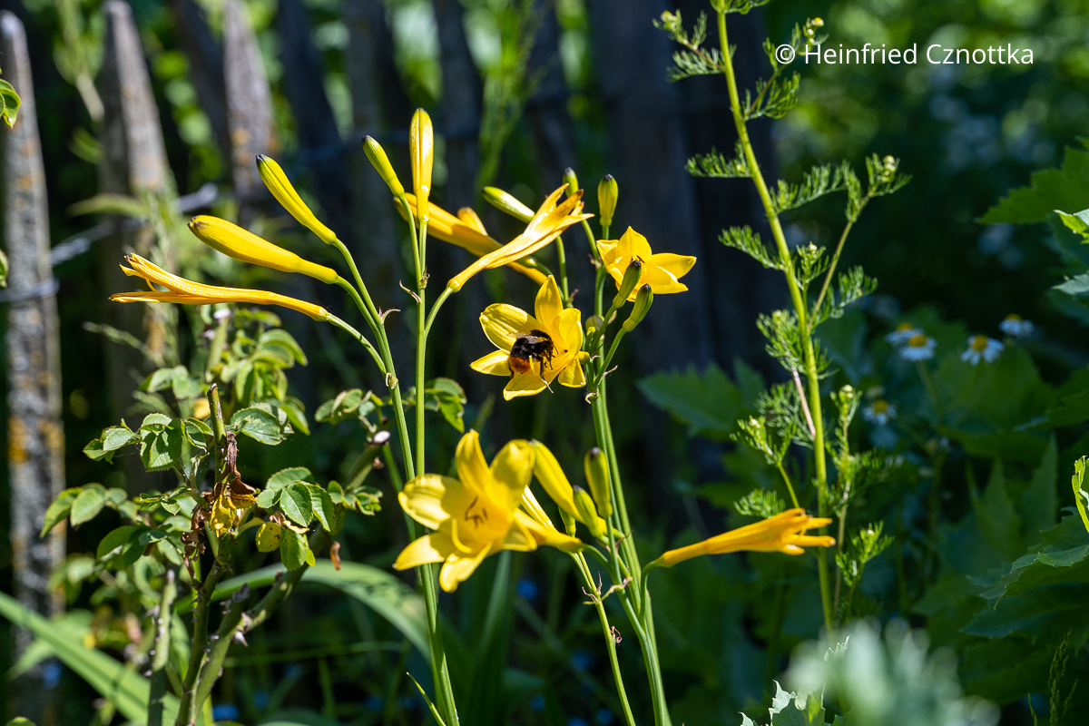 Eine Hummel an einer Taglilie (Hemerocallis) Eine Hummel an einer hohen gelben Taglilie (Hemerocallis)