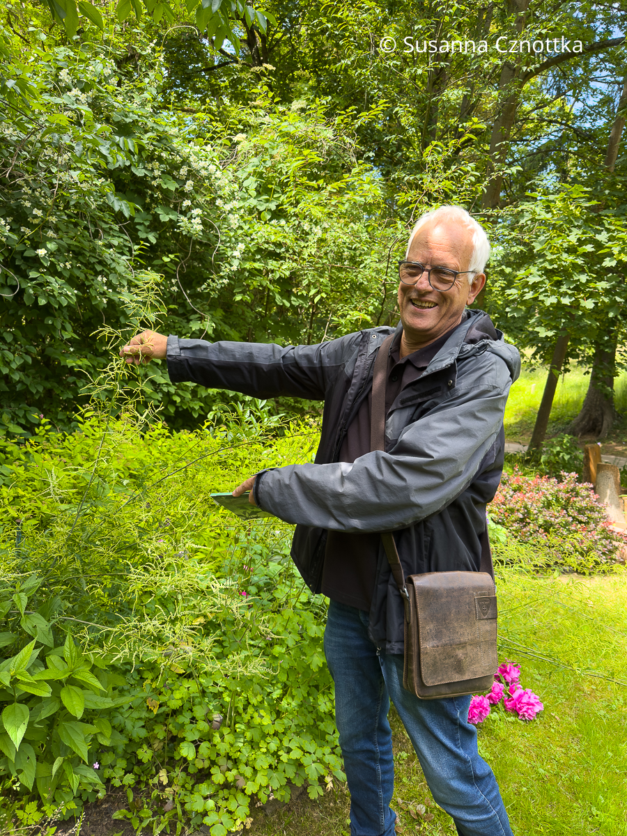 Matthias Bender, Vorsitzender des Fördervereins "Park Hohenrode" e.V., zeigt den Geschlitztblättrigen Geißbart (Aruncus dioicus) 'Kneiffii'