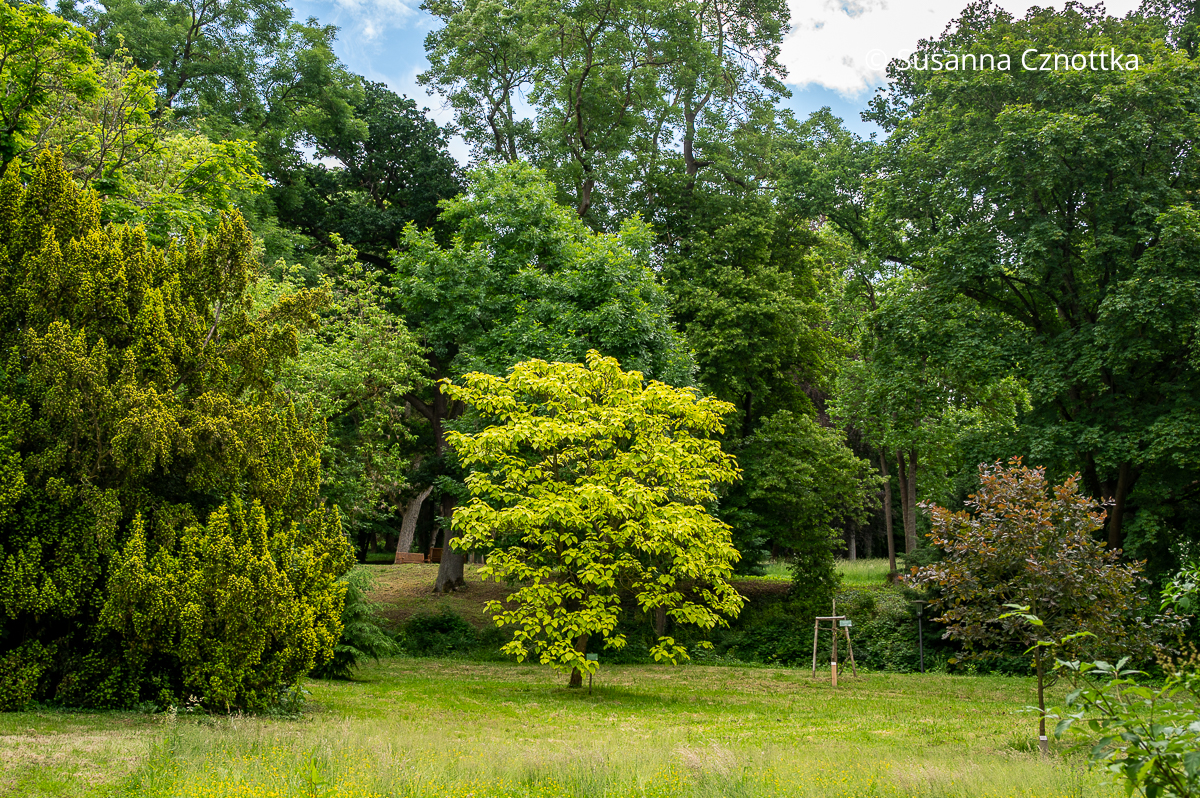 Laubfarben erzeugen Kontraste: Eibe mit gelben Nadeln, Gelblaubiger Trompetenbaum (Catalpa bignonioides) 'Aurea' und rotlaubige Eiche (Quercus robur) 'Atropurpurea'