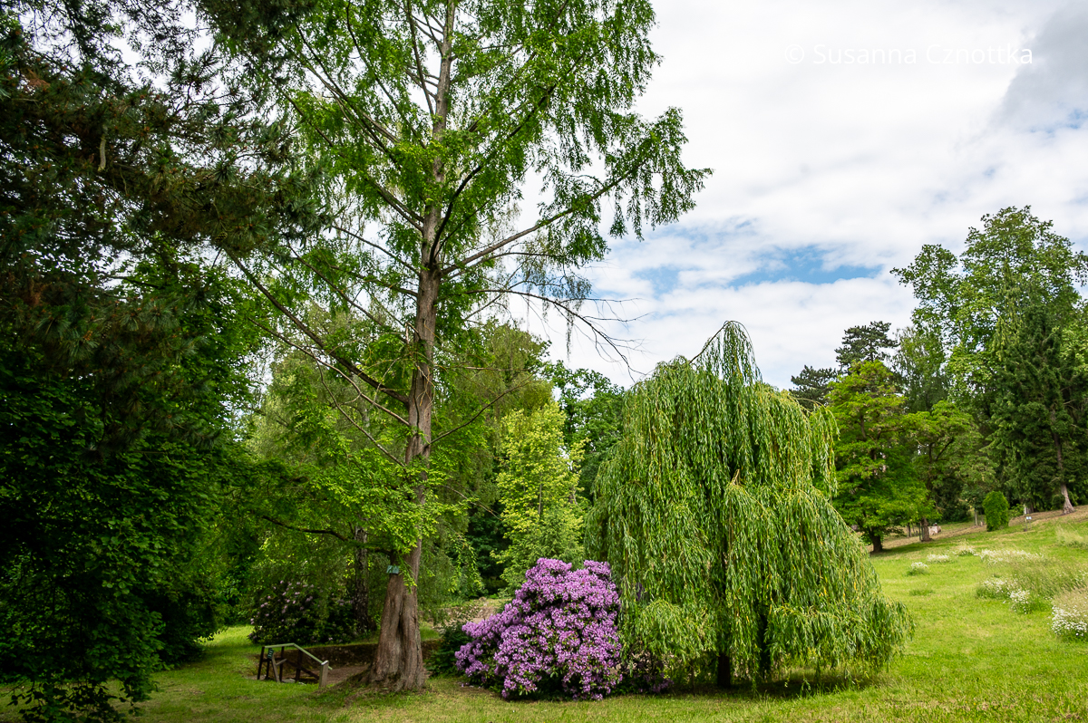 Urwelt-Mammutbaum (Metasequoia glyptostroboides), Trauerweide und Rhododendron im Park Hohenrode