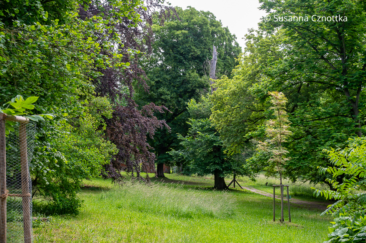 Ein Surenbaum (Toona sinensis) 'Flamingo', der im Sommer noch etwas von seinem Frühlingspink zeigt, und eine Blutbuche mit dunkelrotem Laub zwischen grünen Bäumen