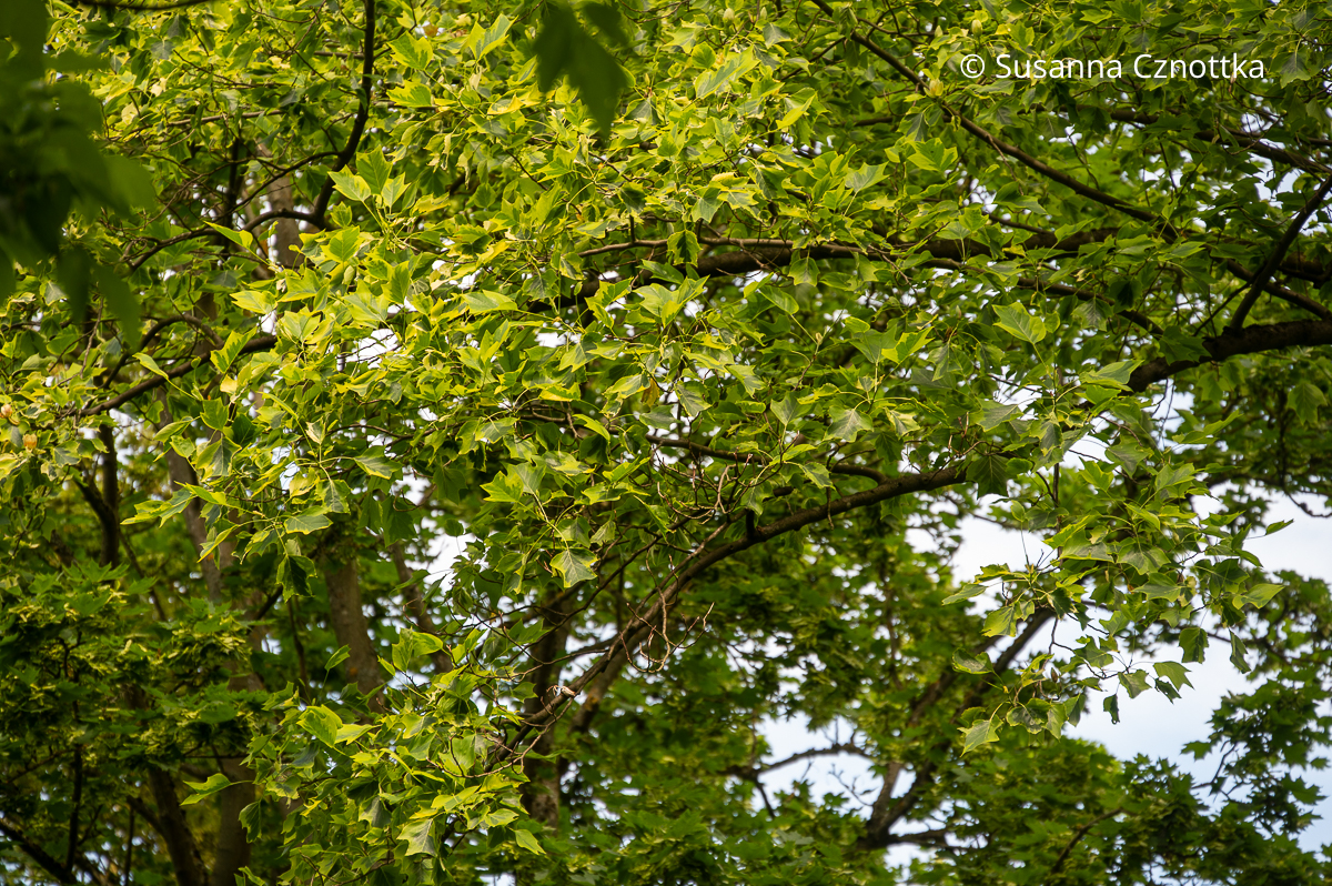 Buntlaubiger Tulpenbaum (Liriodendron tulipifera) mit gelbrandigen Blättern