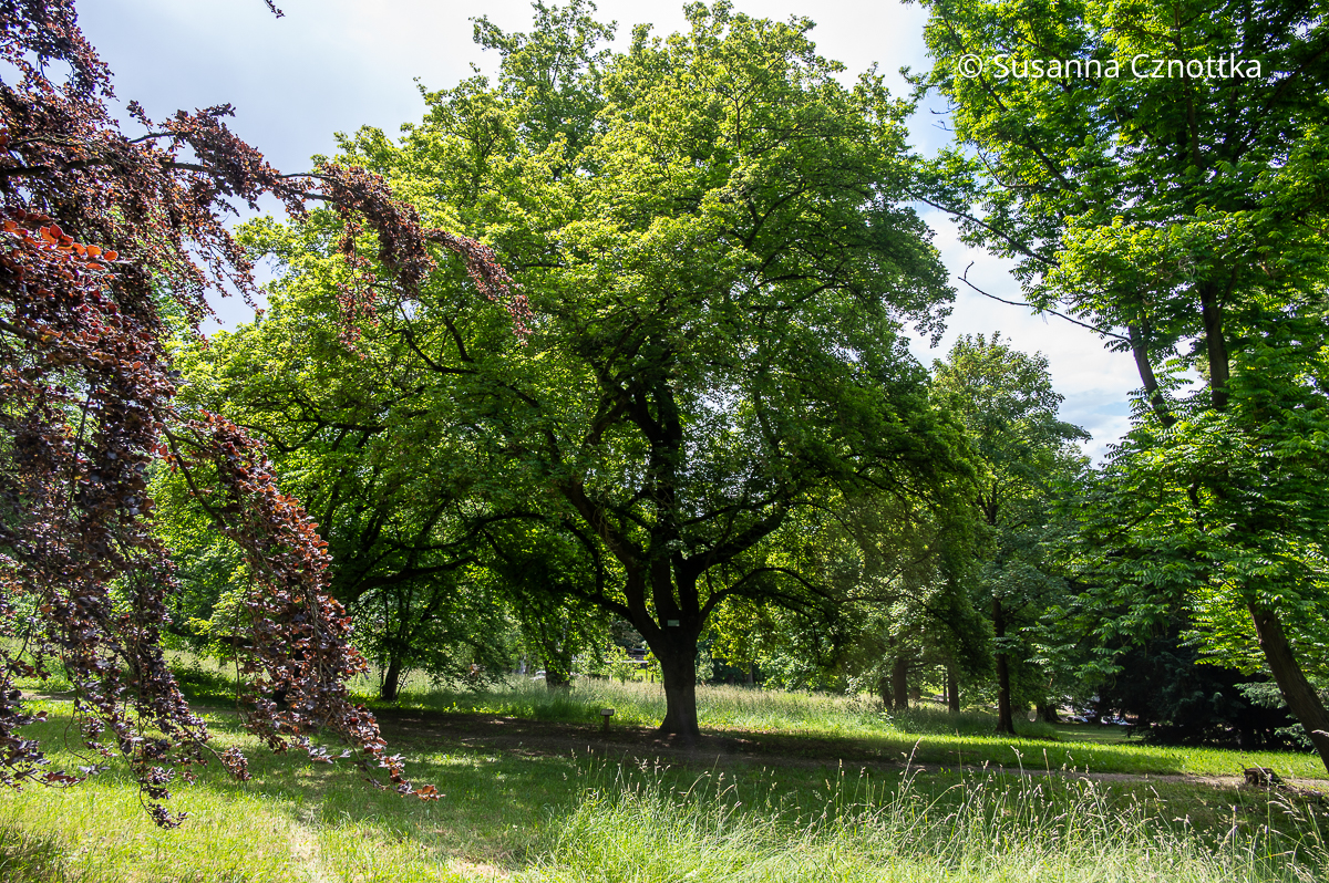 Champion Tree im Park Hohenrode: Geschlitztblättriger Ahorn (Acer platanoides) 'Palmatifidum'