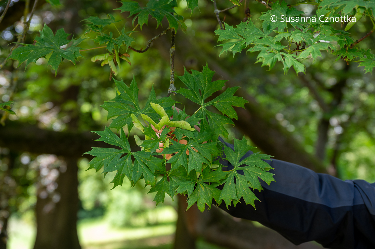 Die besonders tief eingeschnittenen Blätter des Rekordbaumes im Park Hohenrode: Geschlitztblättriger Ahorn (Acer platanoides) 'Palmatifidum' 