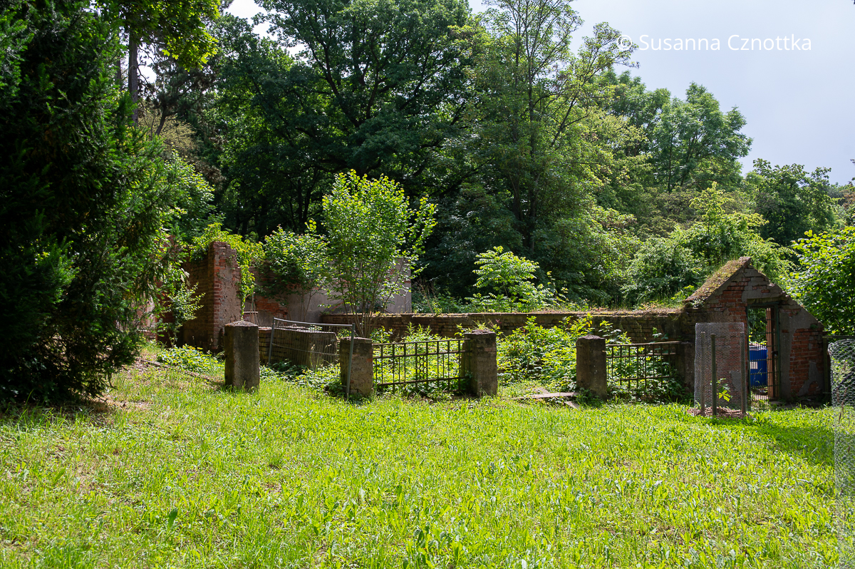 Ruine eines Gewächshauses im Park Hohenrode in Nordhausen. Es sind nur noch die Mauern und Zaunpfeiler zu sehen.