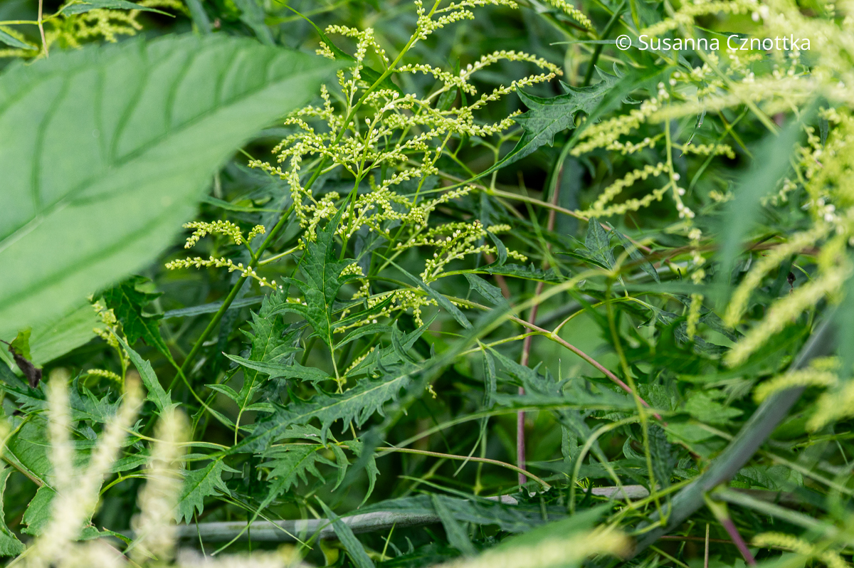 Nahaufnahme des Geschlitztblättrigen Geißbarts (Aruncus dioicus) 'Kneiffii' mit länglichen, fein geschnittenen Blättern