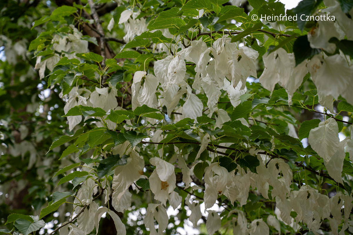 Blüten des Taschentuchbaums (Davidia involucrata) Weiße Blüten des Taschentuchbaums (Davidia involucrata)