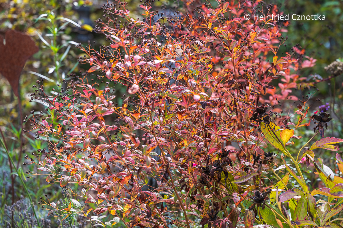 Die attraktive leuchtend rote Herbstfärbung der Dreiblattspiere (Gillenia trifoliata)