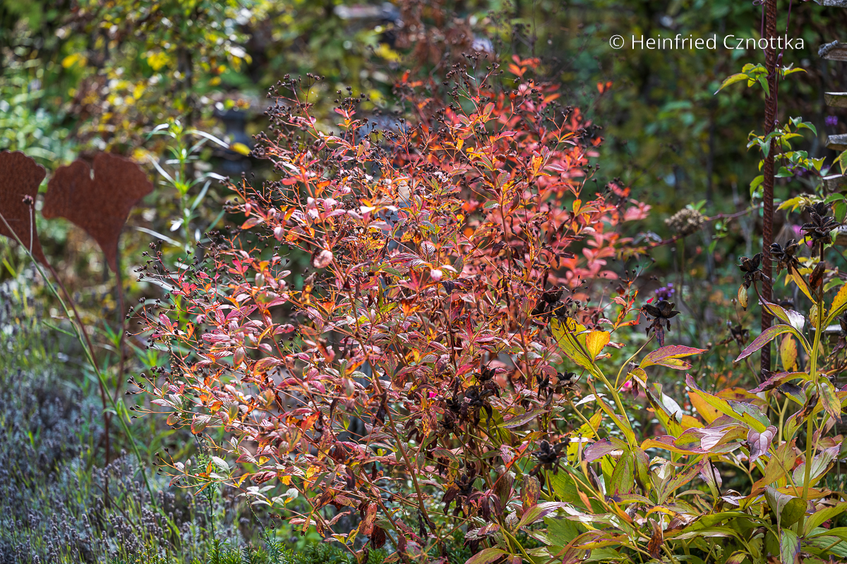 Dreiblattspiere mit rotem Herbstlaub