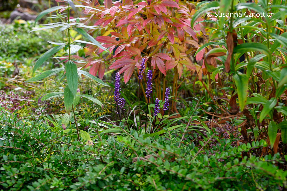 Staudenkombination für das Herbstbeet: Lilientraube (Liriope muscari) und rote Blätter der Pfingstrose