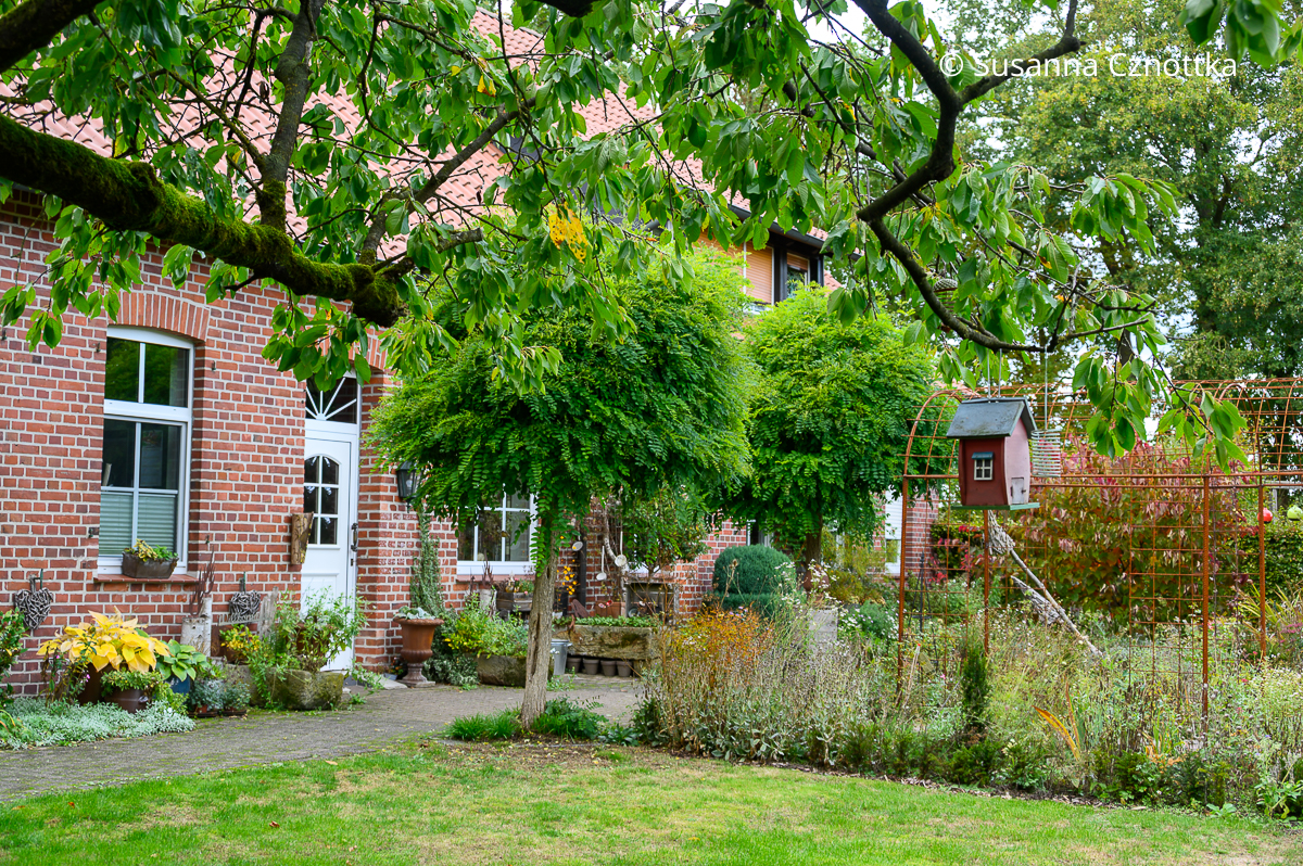 Landhausgarten im Münsterland: zwei Kugelrobinien flankieren den Weg von der Haustür zum Pavillon Landhausgarten im Münsterland: zwei Kugelrobinien flankieren den Weg von der Haustür zum Pavillon