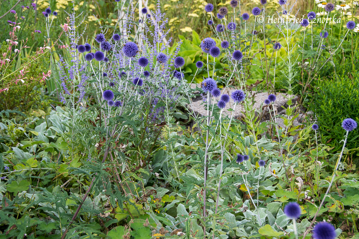 Kugeldistel 'Veitch's Blue' mit Wollziest und Blauraute (Salvia yangii)