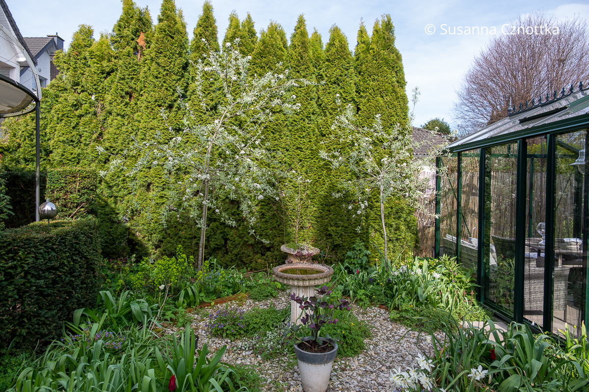 Garten mit südlichem Flair: Weidenblättrige Birnen (Pyrus salicifolia), Kies und ein antik wirkendes Vogelbad Garten mit südlichem Flair: Weidenblättrige Birnen (Pyrus salicifolia), Kies und ein antik wirkendes Vogelbad auf einer halbhohen Säule