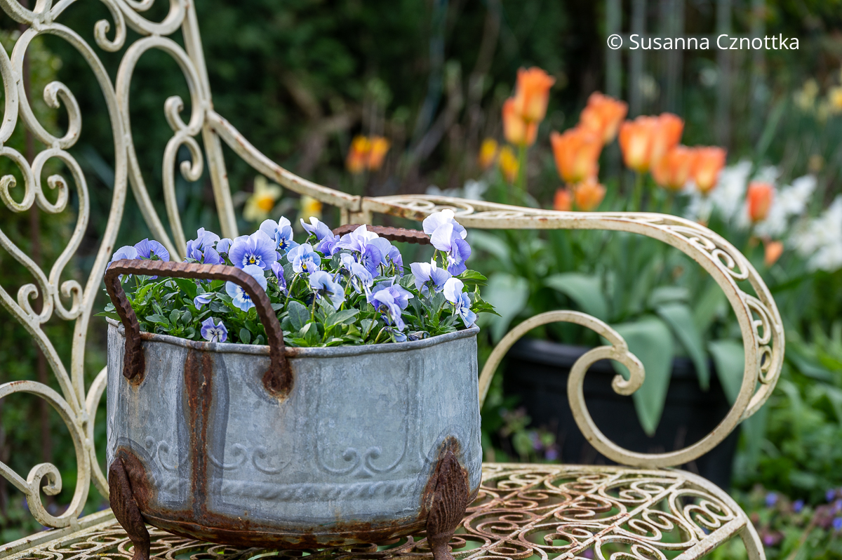Blaue Horn-Veilchen (Viola cornuta) in einem alten Topf auf einer Bank