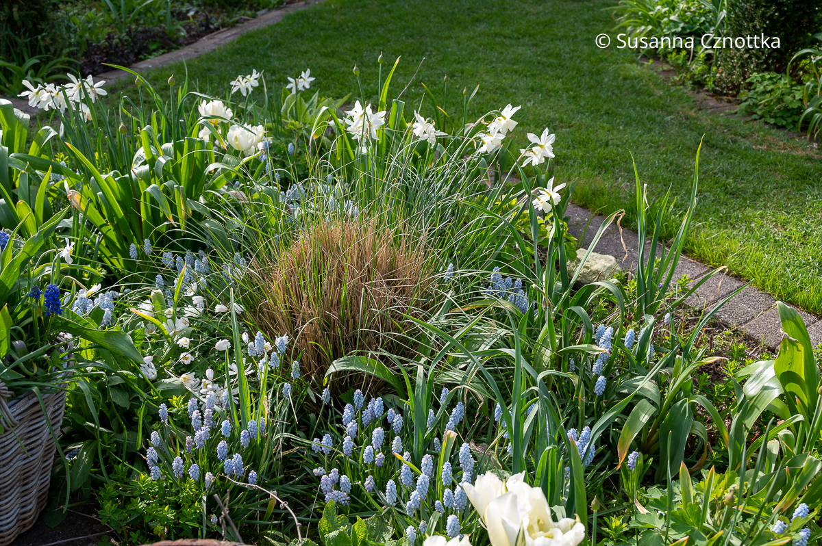 Frühlingsbeet: Weiße Narzisse 'Thalia' mit hellblauen Traubenhyazinthen