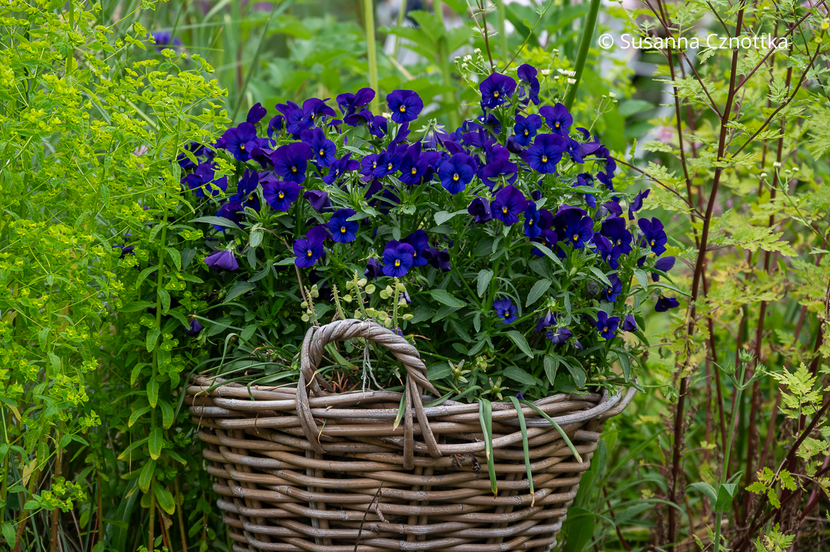 Hübsche Kombination: dunkelblaue Horn-Veilchen mit kleiner gelber Zeichnung neben gelbgrün leuchtender Wolfsmilch