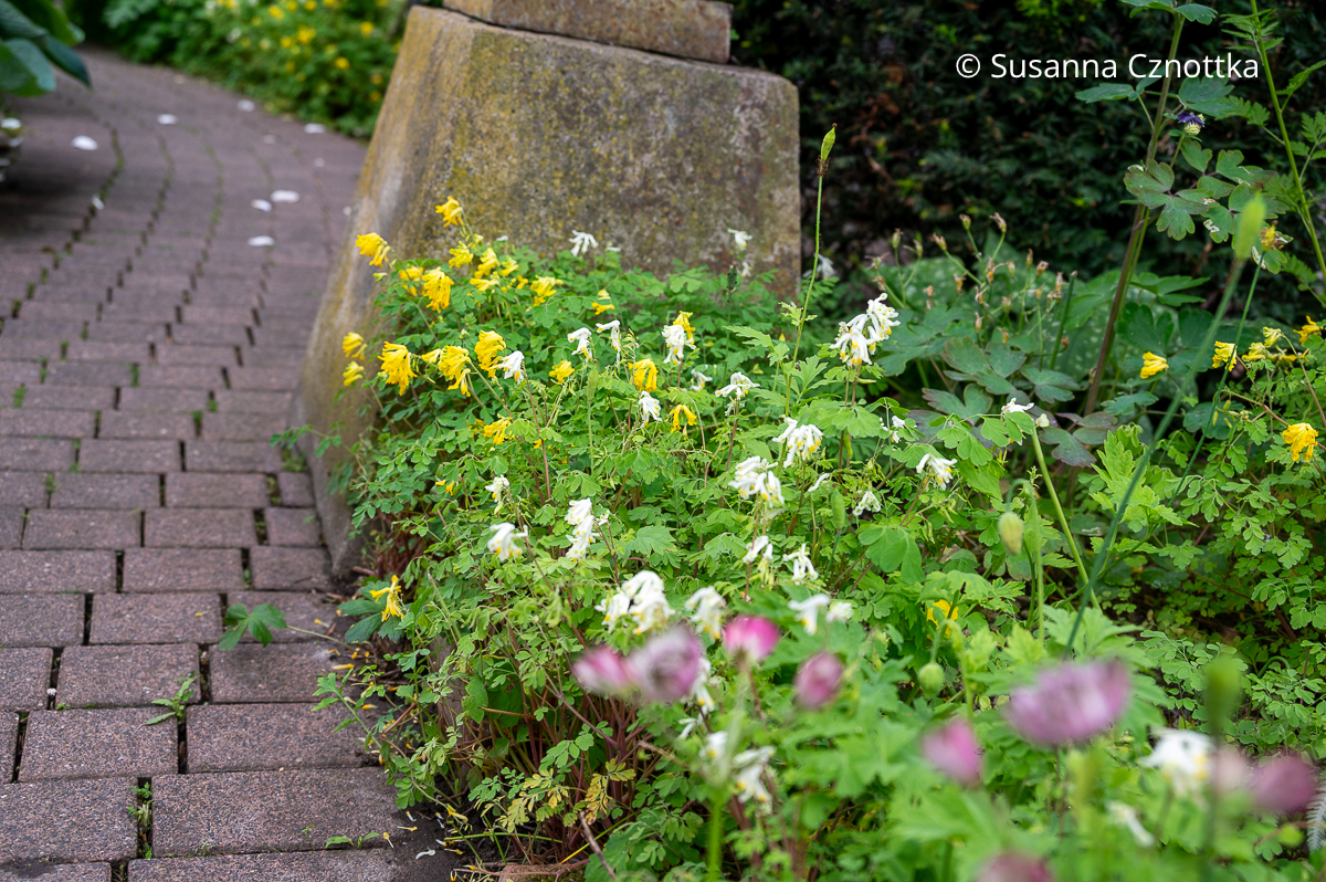 Gelber Scheinlerchensporn (Pseudofumaria lutea syn. Corydalis lutea) und Blassgelber Lerchensporn (Pseudofumaria alba syn. Corydalis ochroleuca)