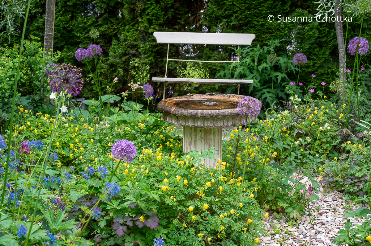 Blauer Lerchensporn (Corydalis flexuosa) und Gelber Scheinlerchensporn (Pseudofumaria lutea syn. Corydalis lutea)
