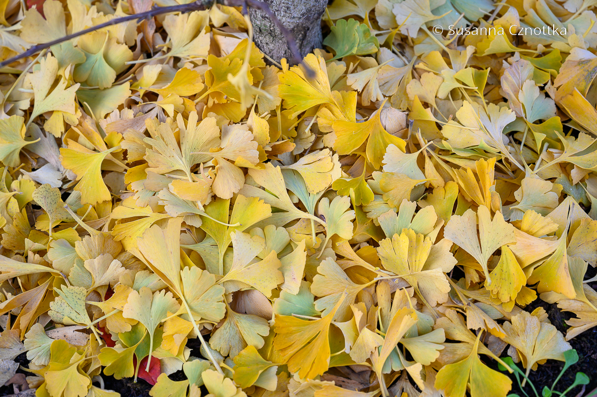 Herbstfärbung in leuchtendem Gelb: Fächerblattbaum (Ginkgo biloba)