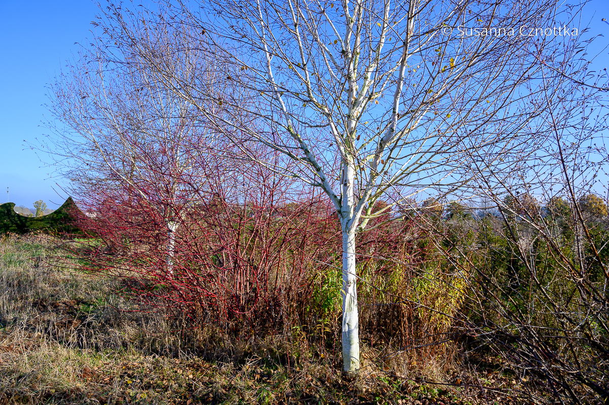 Winter-Garten: Weißrindige Himalaya-Birke (Betula utilis 'Doorenbos') und den rote Äste des Roten Hartriegels (Cornus alba 'Sibirica')
