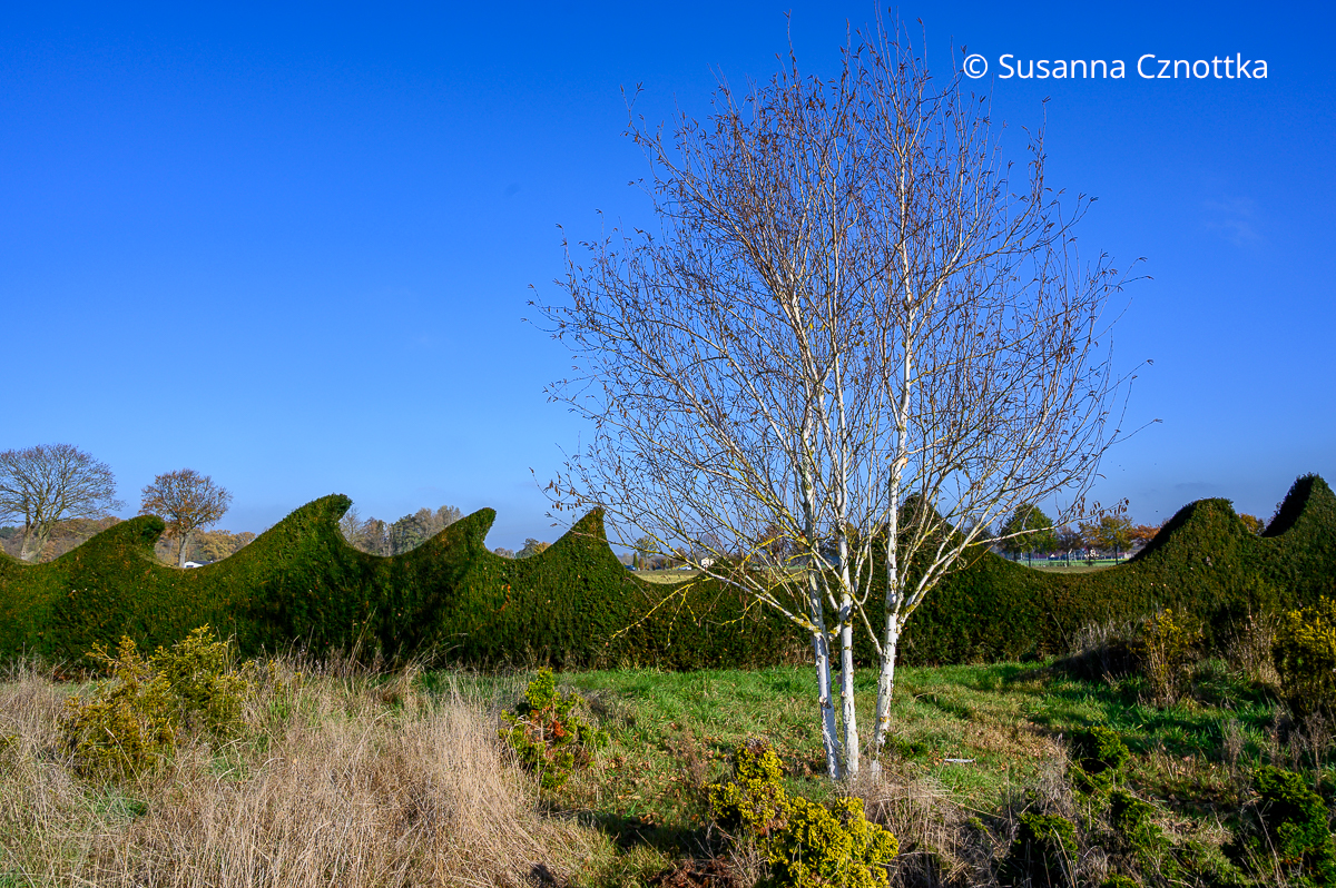 Eine Eibenhecke mit wellenförmigem Abschluss ist ein Hingucker im Garten