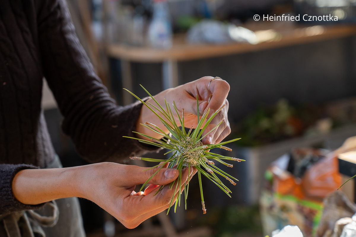 Eine junge Frau steckt Piniennadeln in eine Kugel aus dünnem silbernem Draht