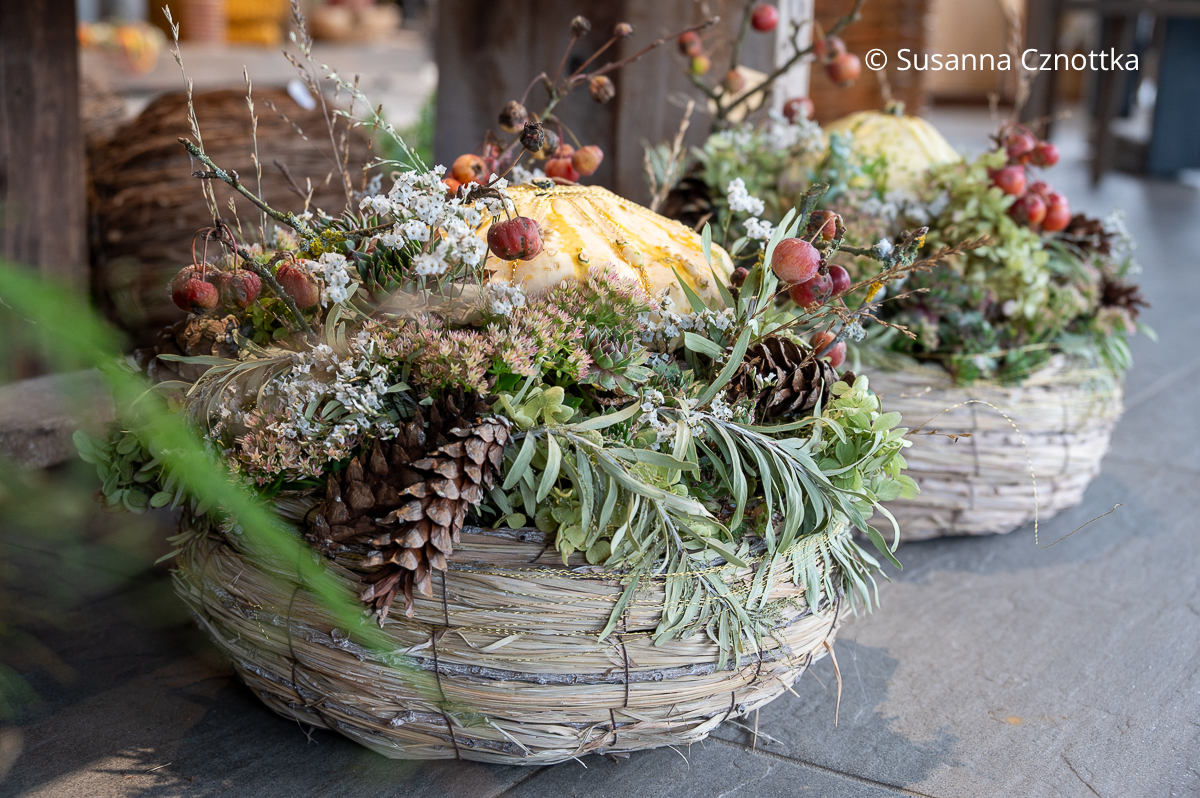 Herbstliche Floristik: ein Kürbis auf einem Korb mit Fetthenne, Zapfen, Zieräpfelchen und anderen Zutaten Herbstliche Floristik: ein hellgelber Kürbis auf einem Korb mit Fetthenne, Zapfen, Zieräpfelchen und anderen Zutaten