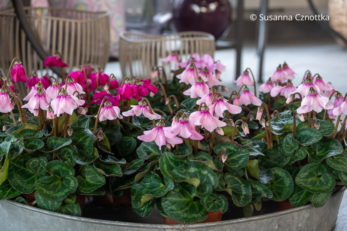 Zimmer-Alpenveilchen (Cyclamen persicum) in Rosa und Pink Zimmer-Alpenveilchen (Cyclamen persicum) in Rosa und Pink