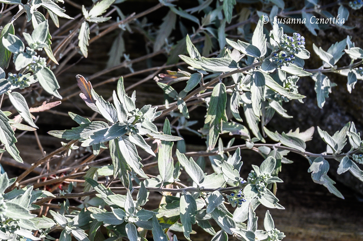 Caryopteris x clandonensis 'Sterling Silver' mit silbergrauen Blättern